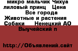 микро мальчик Чихуа лиловый принц › Цена ­ 90 - Все города Животные и растения » Собаки   . Ненецкий АО,Выучейский п.